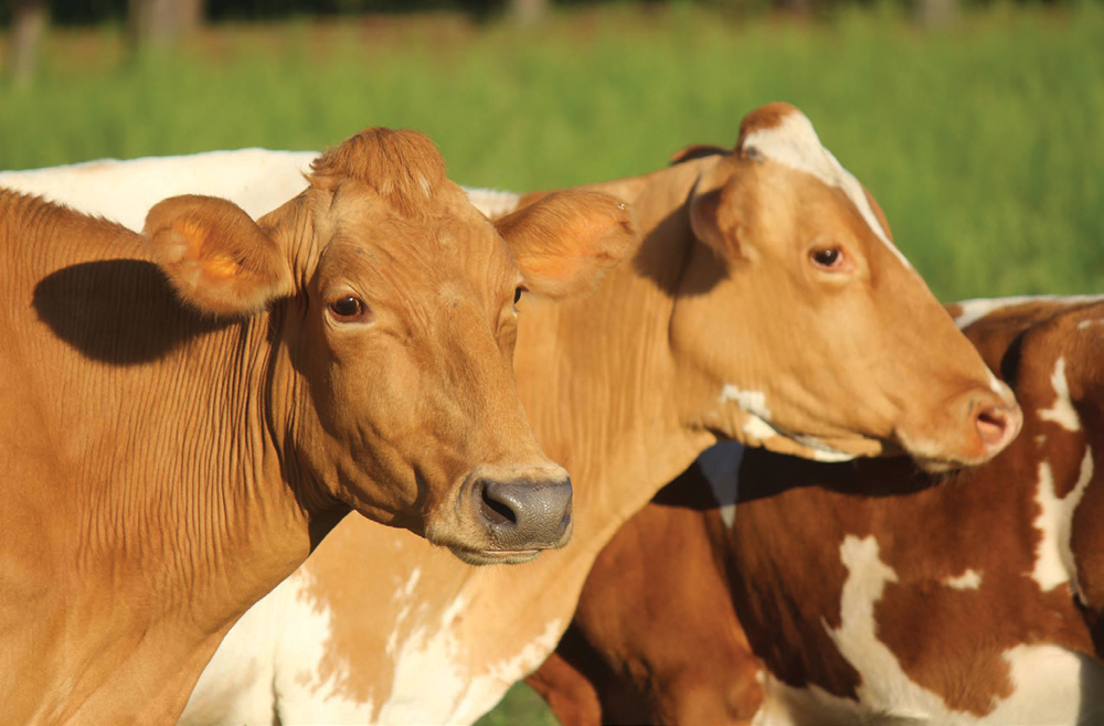 Basics of Photographing Your Homestead